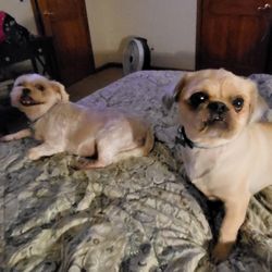 Pam's Grooming - Ne is mixed with pug other is straight shih zu