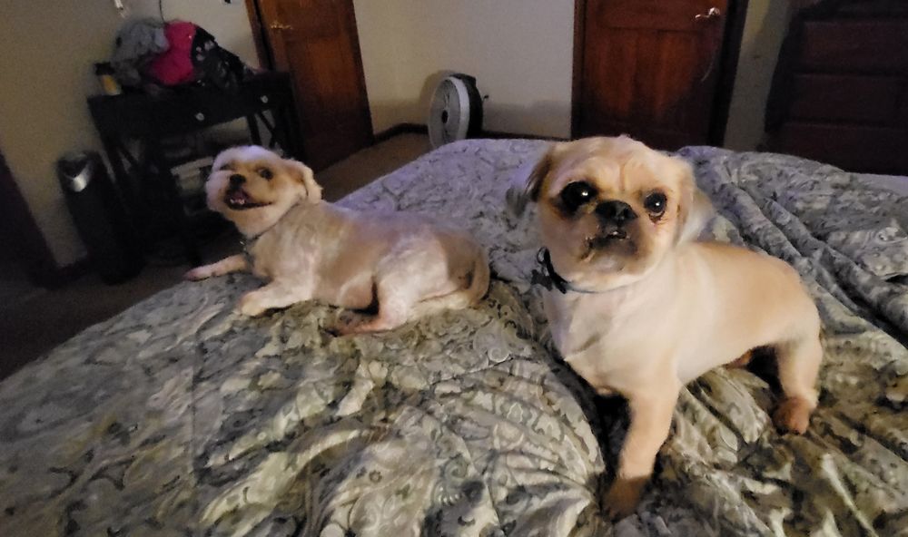 Pam's Grooming Image
