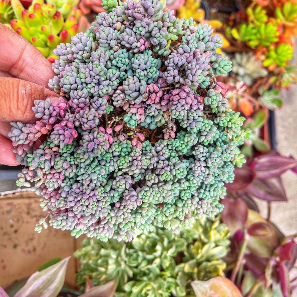 Garibaldo's Nursery - Haven't seen so many colors - Nurseries & Gardening Near Me - Bellflower, California