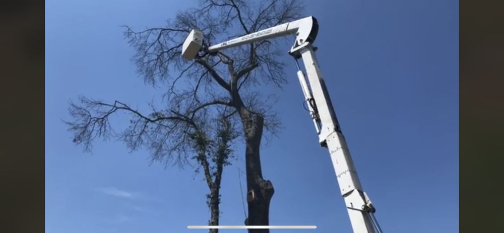M&L Tree Service - tree service in Chapin, SC