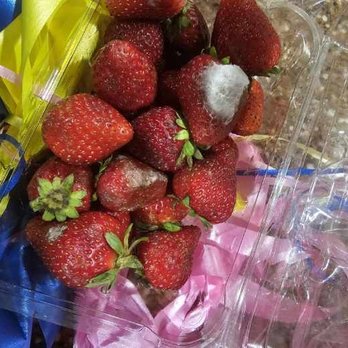 Dawn's Florist - Look at the amount of mold and decay on this fruit we received less than 12 hours before this photo was taken - Florists Near Me - Williamstown, New Jersey