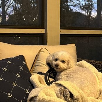 Petco - Yogi- Teddy Bear cut! - Pet Stores Near Me - Lebanon, Tennessee