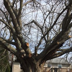 Island Tree Service