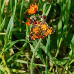 Pie in the Sky Farm B & B - A Pearl Crescent butterfly in meadow