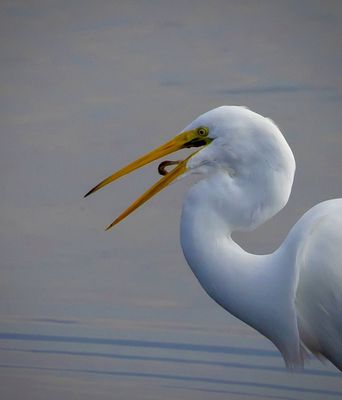Bolsa Chica Ecological Reserve by null