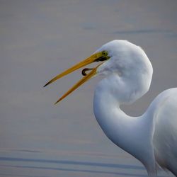Bolsa Chica Ecological Reserve - Great Egret with his breakfast lol!