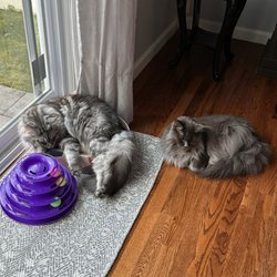 Hudson Valley maine coons - Our two Maine Coons from Hudson Valley Maine Coons