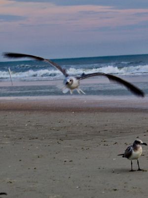 Mary McLeod Bethune Beach Park by null
