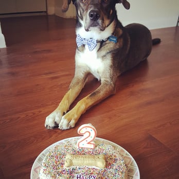 Applause Your Paws - Ollie showing off his down/stay/leave it skills on his birthday - Pet Training Near Me - Miami, Florida