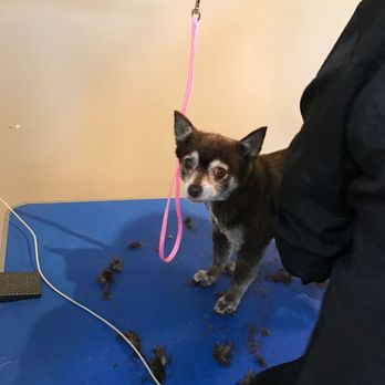 Carmel Groomers  - Pet Groomers Near Me - Carmel, California
