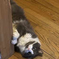 Bubbles N' Barks - My cat that was healthy and alive 3 days ago.