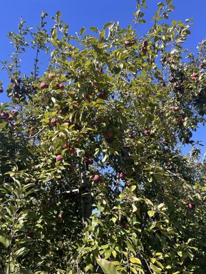 Dr Davies Farm by null