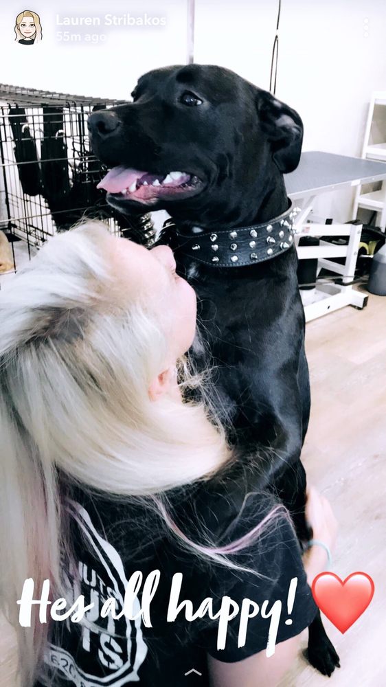 WE’RE NUTS ABOUT MUTTS 21 Photos & 33 Reviews Pet Groomers 17210