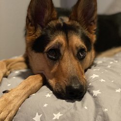 J9's K9s Dog Training - Capri gives us her puppy dog eyes when she wants to lay on the bed.