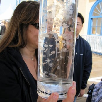 Santa Monica Classic - Jellyfish - Races & Competitions Near Me - Los Angeles, California Santa Monica Classic - Jellyfish - Races & Competitions Near Me - Los Angeles, California