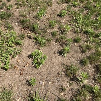 Weed Man - weeds and weeds growing in a field - Pest Control Near Me - Springfield, Massachusetts Weed Man - weeds and weeds growing in a field - Pest Control Near Me - Springfield, Massachusetts