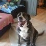 Photo of S.O.S Animaux