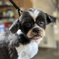 South Sound Pet Styling & Boutique - After of Mia