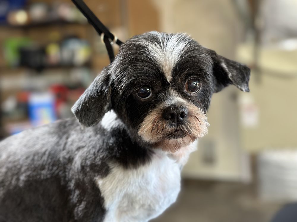 South Sound Pet Styling & Boutique