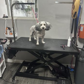 Creature Comforts Grooming - Pet Groomers Near Me - Van Nuys, California
