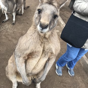 Bonarong Wildlife Sanctuary - Zoos Near Me - Brighton, TAS