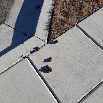 Brio Apartments - Canine Feces - Apartments Near Me - Broken Arrow, Oklahoma