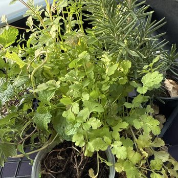 Moon Valley Nurseries - Nurseries & Gardening Near Me - Las Vegas, Nevada