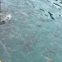 Glass Bottom Boat Tour