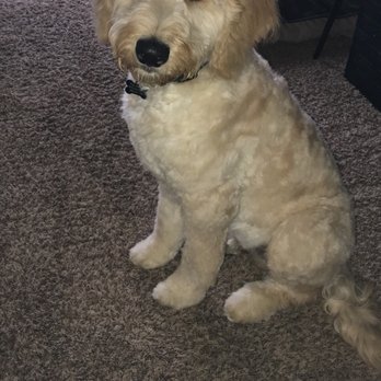 Petlantis - Pet Groomers Near Me - Billings, Montana