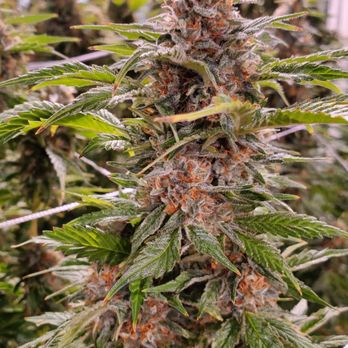 Phippsburg Flower Company - Blue Diesel - Cannabis Dispensaries Near Me - Phippsburg, Maine