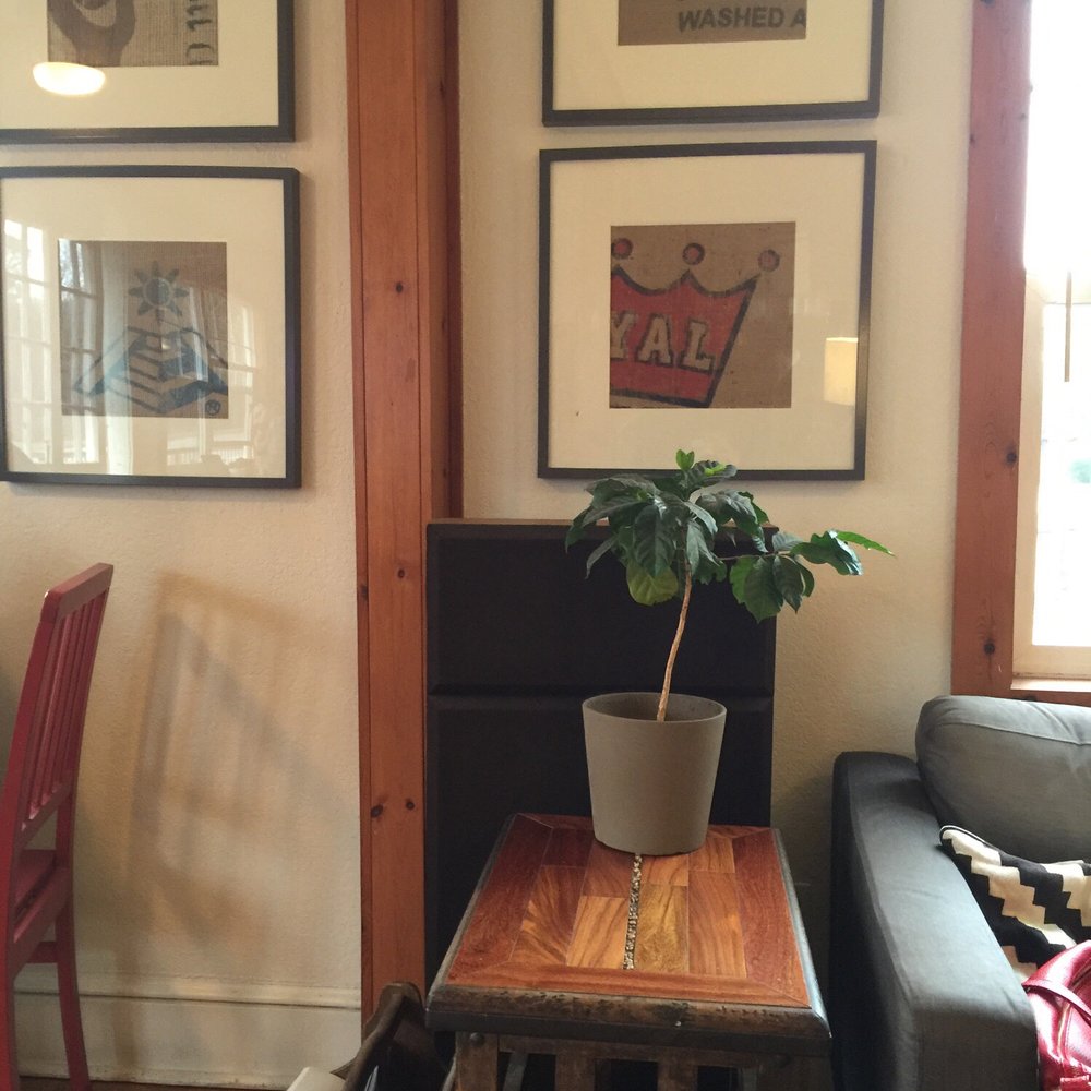 Dynamite Roasting - Relaxing decor - Coffee Roasteries Near Me - Black Mountain, North Carolina Dynamite Roasting - Relaxing decor - Coffee Roasteries Near Me - Black Mountain, North Carolina