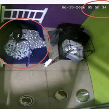 PetSuites Fulshear - Slip lead left on my dog overnight. Cover is not on crate properly. Bowls of food are left in room overnight (I asked for separate feeding). - Pet Training Near Me - Fulshear, Texas PetSuites Fulshear - Slip lead left on my dog overnight. Cover is not on crate properly. Bowls of food are left in room overnight (I asked for separate feeding). - Pet Training Near Me - Fulshear, Texas