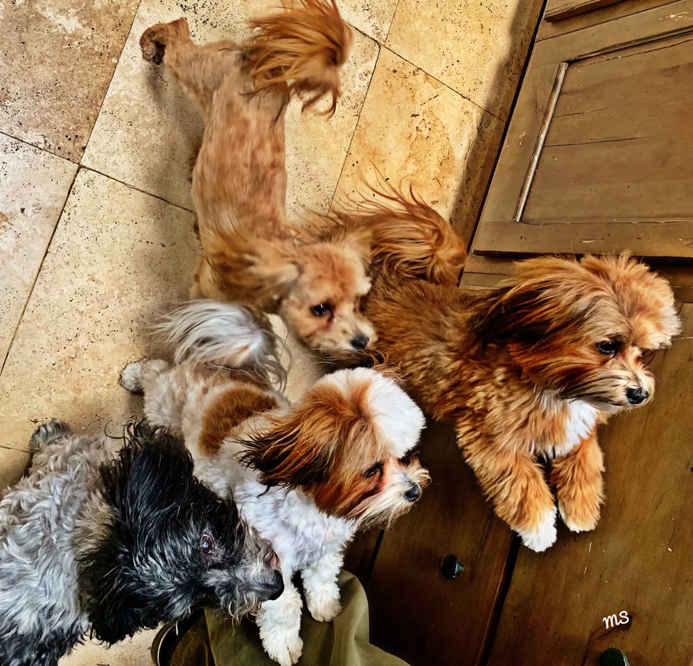 THE DOG DIFFERENT Updated October 2024 825 Early St, Santa Fe, New