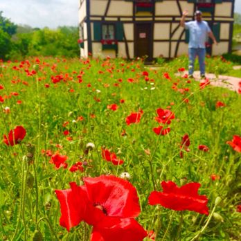 Steinbach Haus Visitors Center - Poppy field & visitors center - Museums Near Me - Castroville, Texas