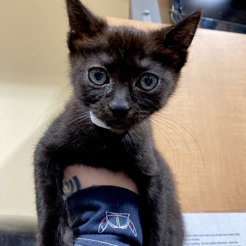 My kitten, the day I picked him out. Skinny, goober-eyed, rough coat. My kitten, the day I picked him out. Skinny, goober-eyed, rough coat.