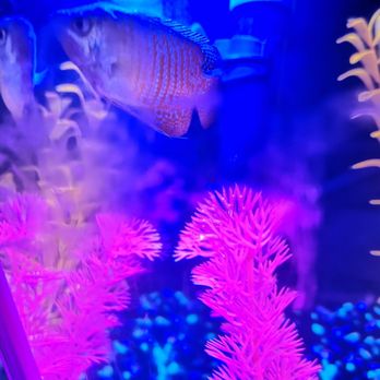 Finatics Aquarium - Royal Dwarf Blue Gourami, rare! - Aquarium Services Near Me - Mississauga, Ontario Finatics Aquarium - Royal Dwarf Blue Gourami, rare! - Aquarium Services Near Me - Mississauga, Ontario