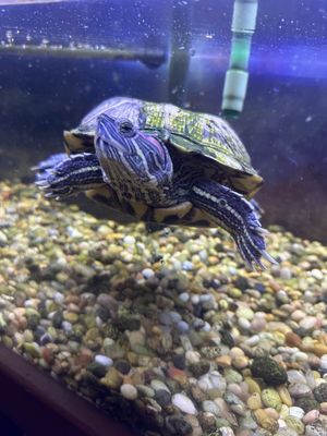 Turtles all the way down by null