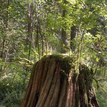 Cherry Creek Falls Trail - Hiking Near Me - Duvall, Washington