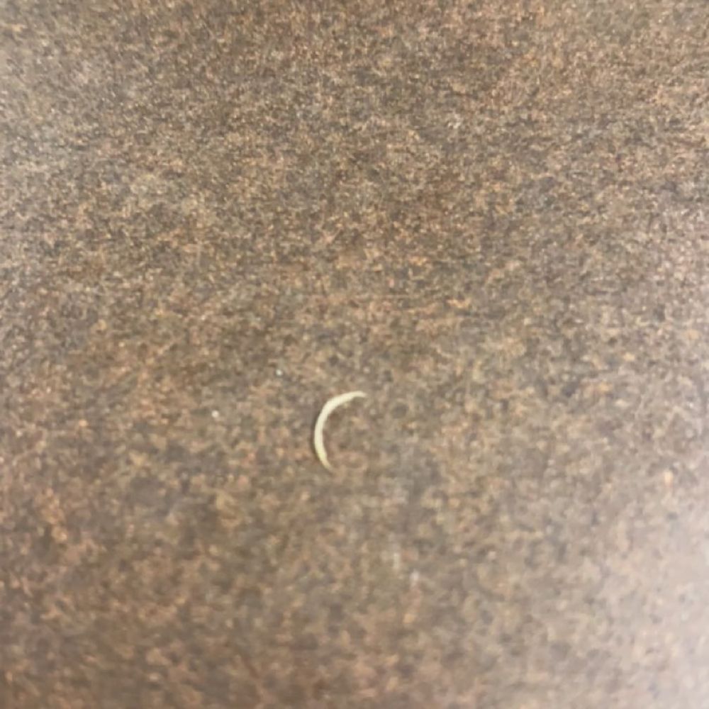 found a fingernail as soon as i sat at my table. found a fingernail as soon as i sat at my table.