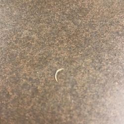 Waffle House - Found a fingernail as soon as i sat at my table.