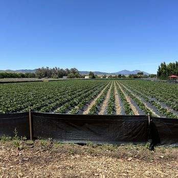 Byron Growers - Pick Your Own Farms Near Me - Byron, California