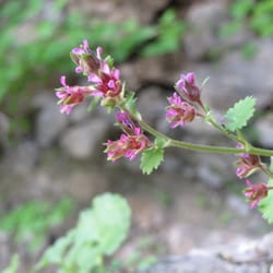 Intermittent Spring