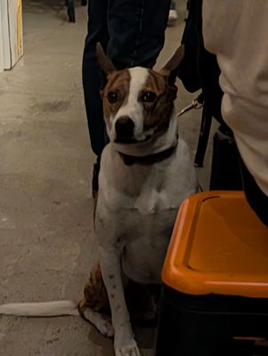 Rampant Bottle & Bar by null