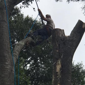 TNT Tree Service - Tree Services Near Me - Lutz, Florida