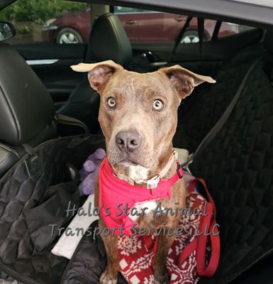 VIP Pet Transportation Local & Long Distance - Before hiring any pet transportation company, always ensure they’re fully certified by the USDA. Halo's Star Animal Transport Services is USDA certified to ensure dog or cat is properly transported safely and comfortably. We will give each dog or cat our VIP guaranteed treatment on every transportation
My number one priority is not only for their safety...How comfortable can I make your dog or feline more comfortable!
Halo's Star Animal Transport Services offers last minute transportation if thereis open availability. Giving each dog or cat a very safe and comfortable transportation. Most important...Love!
I will make sure all the feeding and walking is done during all transportations. I Periodically check to make sure that all the kennels are clean and water is always available. VIP Pet Transportation Local & Long Distance - Before hiring any pet transportation company, always ensure they’re fully certified by the USDA. Halo's Star Animal Transport Services is USDA certified to ensure dog or cat is properly transported safely and comfortably. We will give each dog or cat our VIP guaranteed treatment on every transportation
My number one priority is not only for their safety...How comfortable can I make your dog or feline more comfortable!
Halo's Star Animal Transport Services offers last minute transportation if thereis open availability. Giving each dog or cat a very safe and comfortable transportation. Most important...Love!
I will make sure all the feeding and walking is done during all transportations. I Periodically check to make sure that all the kennels are clean and water is always available.