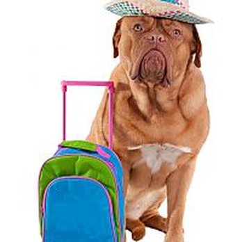 Animal Motel - Pet Stores Near Me - Butler, Wisconsin Animal Motel - Pet Stores Near Me - Butler, Wisconsin