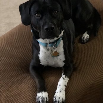 Dog Star Rescue - Pet Adoption Near Me - Bloomfield, Connecticut