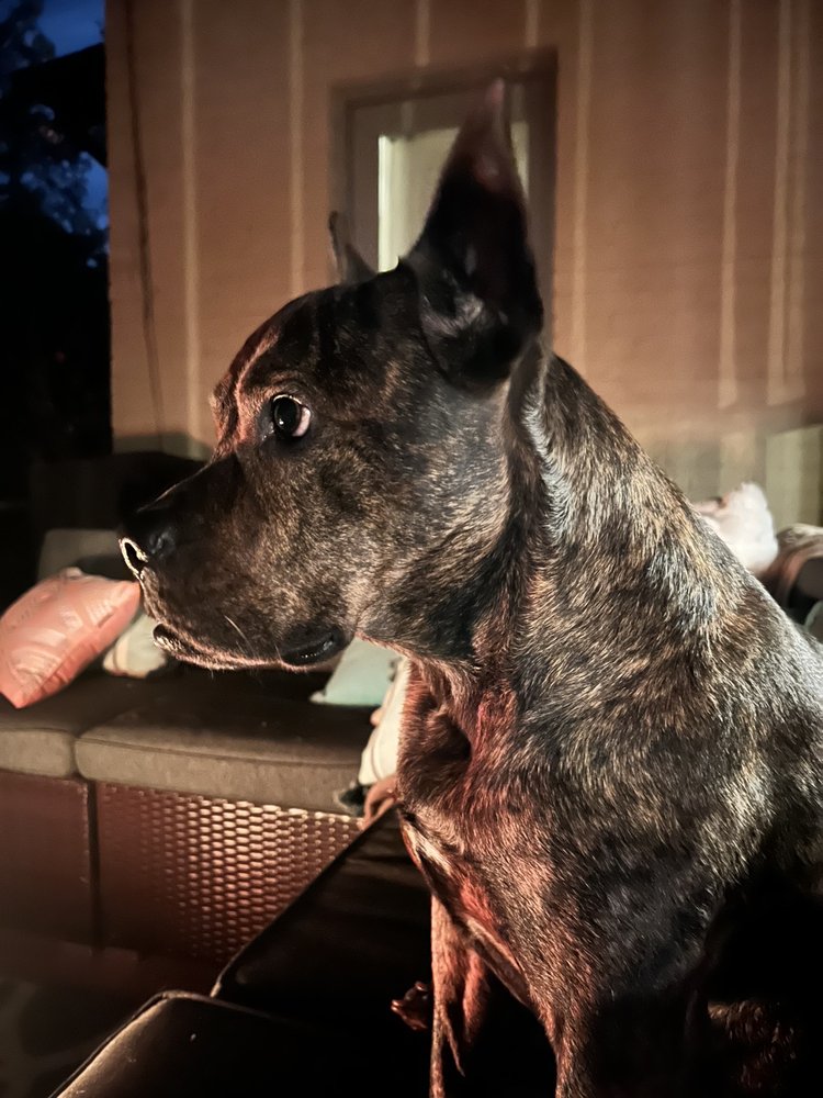 BAYOU BUGGIES Updated October 2024 13 Photos 1726 S Main St