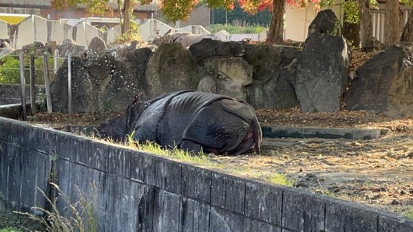 Higashiyama Zoo and Botanical Gardens by null