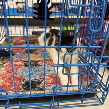 PetSmart - Pet adoption Saturdays it's still going on. - Pet Stores Near Me - Mohegan Lake, New York PetSmart - Pet adoption Saturdays it's still going on. - Pet Stores Near Me - Mohegan Lake, New York